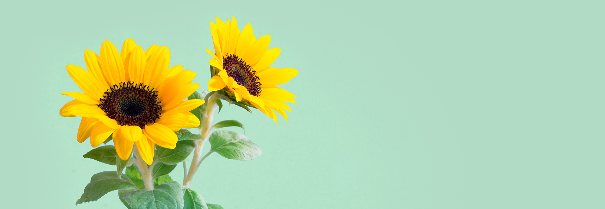 Two sunflowers on a green background