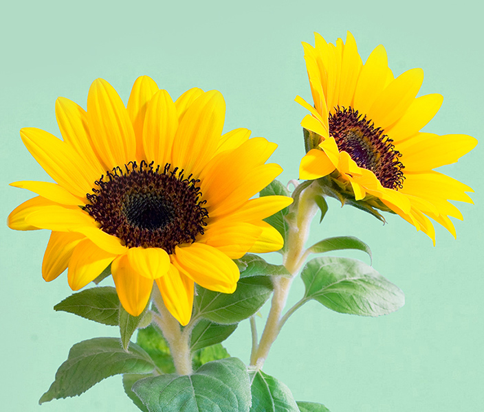 Two sunflower blooms
